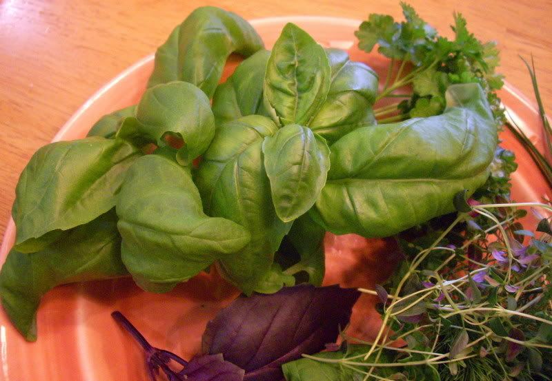 Terri's Table: January 2009